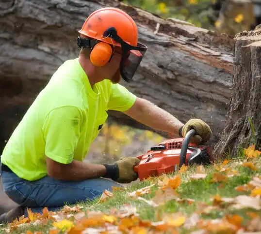 tree services Holcomb